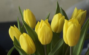 Yellow Tulips Yellow Tulips