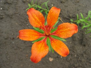 Tiger Lily After Raining