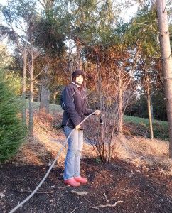 Debbie watering newly planted Amelanchier