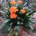 Clivia Miniata in Bloom